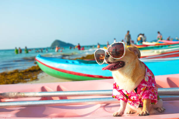 istock Cute chihuahua dog 941608426