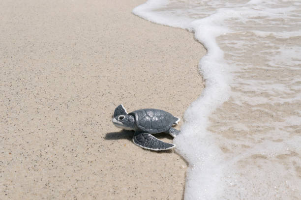 istock Little sea turtle on the sandy beach 941608522