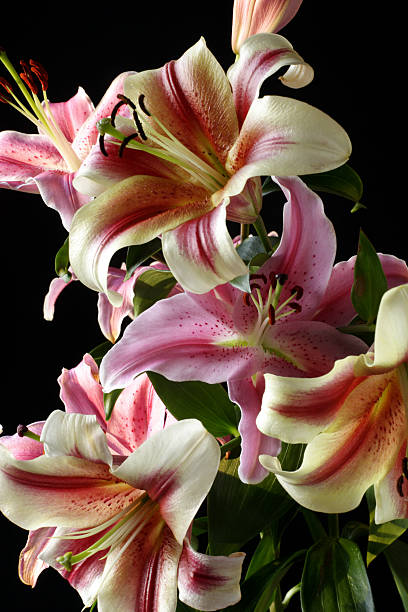 istock Arrangement of lilies 94161044