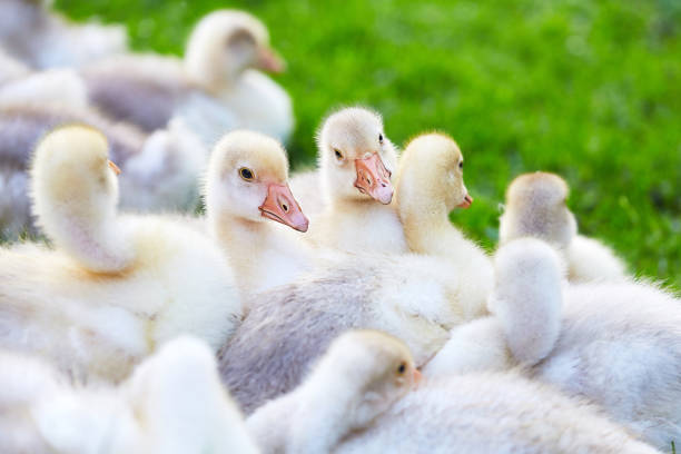 A gaggle of goslings, lying on grass. Geese grown for sale