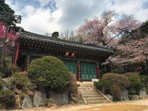 Seoul, Korea - April 2nd, 2018: Japanese Apricot Blooming at Bongwonsa temple in Seoul Korea. 봉원사, 奉元寺