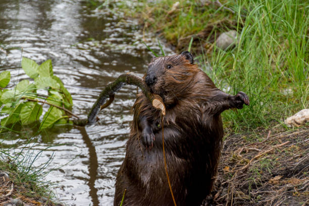 surprised american beaver in denali - north american beaver fotos imagens e fotografias de stock