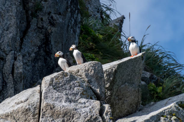 istock Horned puffins in Alaska 941612550