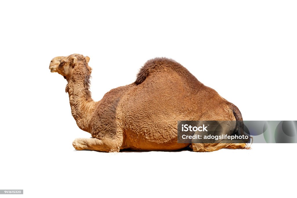 Camello de perfil aislado en blanco - Foto de stock de Camello libre de derechos