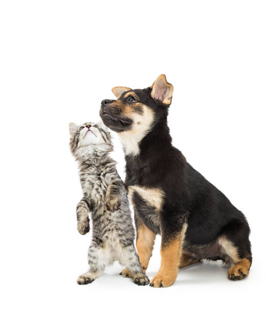 istock Curious Puppy and Kitten Together Looking Up 941615350