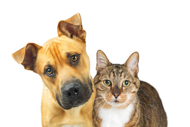 istock Closeup Dog and Cat Looking At Camera 941615580