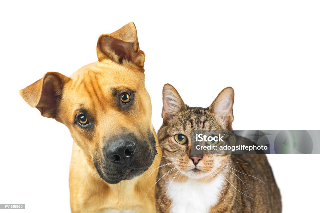 Closeup Dog and Cat Looking At Camera Closeup photo of a brown and white tabby cat  and cute dog together looking at the camera over white with copy space Dog Stock Photo