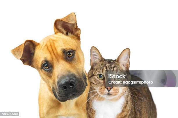 Closeup Dog And Cat Looking At Camera Stock Photo - Download Image Now - Dog, Domestic Cat, White Background