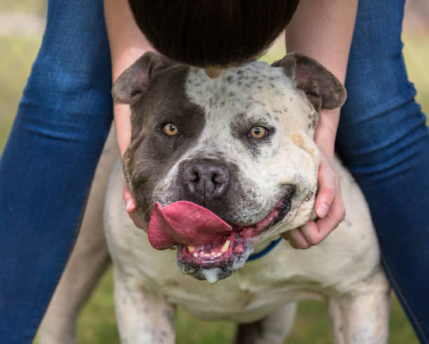 istock Person Petting Big Pit Bull Dog 941615962