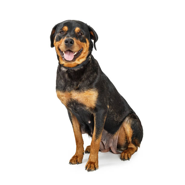 istock Happy Rottweiler Female Dog 941616154