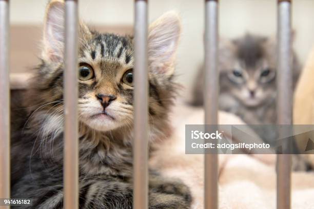Pit Bull Dog In Kennel At Shelter Stock Photo - Download Image Now - Animal Shelter, Domestic Cat, Pets
