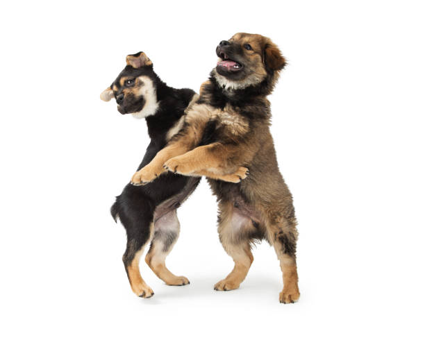 istock Two Chow and Rottweiler Crossbreed Puppies Playing 941616232