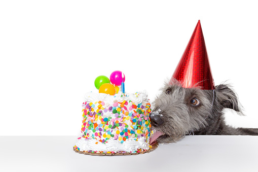 Funny photo of a dog wearing a party hat while licking the frosting off of a birthday cake
