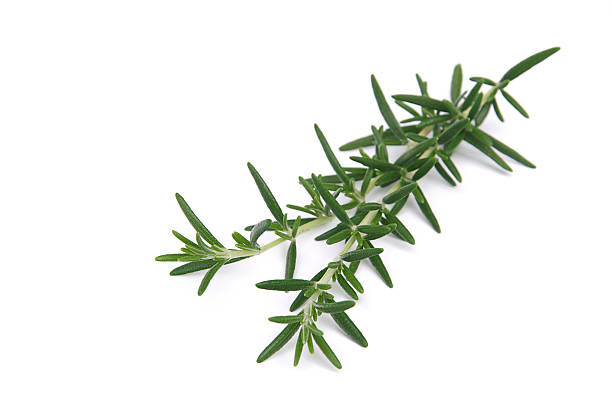 Rosemary  aromatisch stock pictures, royalty-free photos & images