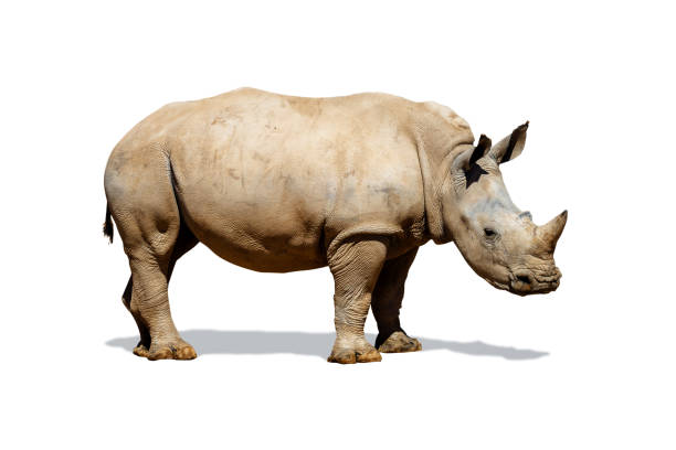 istock Southern White Rhino Isolated on White 941624816