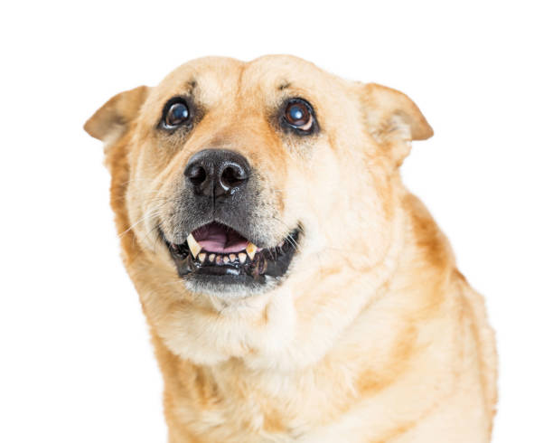 istock Closeup Portrait Happy Excited Dog 941624838