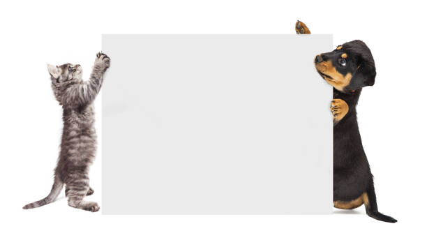 istock Puppy and Kitten Holding Up Blank Sign 941624848