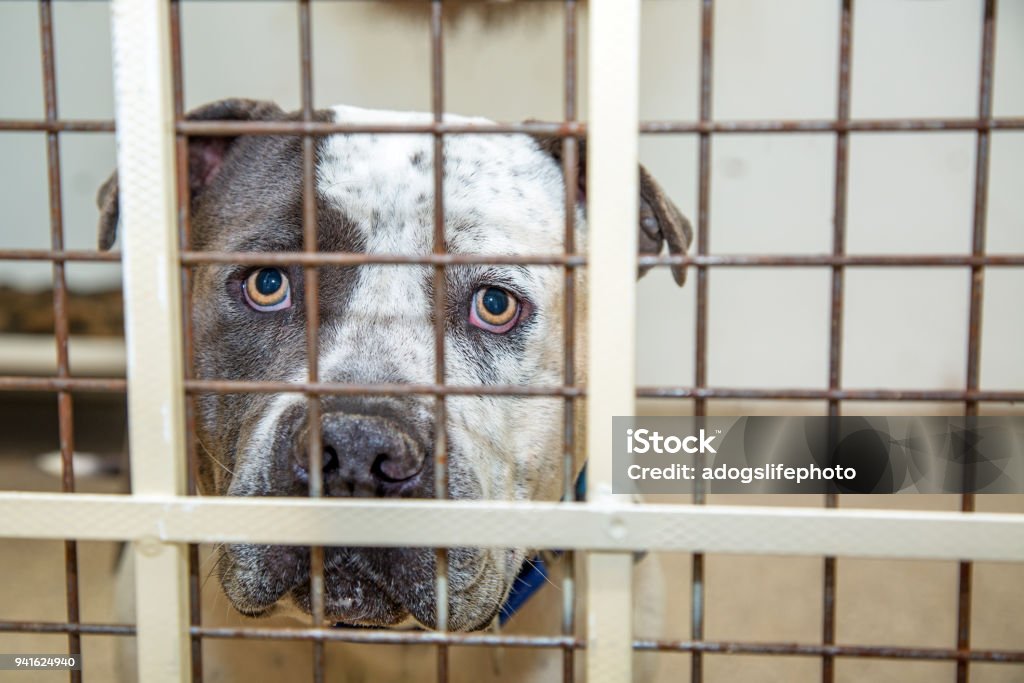 Pit Bull Dog In Kennel At Shelter Stock Photo - Download Image Now - Pit Bull Terrier, Animal Shelter, Sadness - iStock Pit Bull Dog In Kennel At Shelter Stock Photo - Download Image Now - Pit Bull Terrier, Animal Shelter, Sadness - iStock