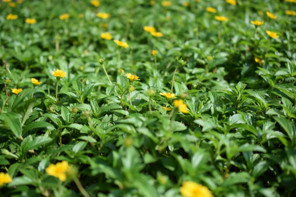 istock green leaf with daisy floers vidid patter nature background 941624960