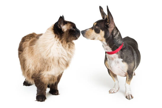 istock Cat and Dog Looking and Touching Noses 941627186