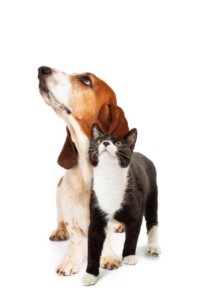 Dog and Cat Looking Up With Interest Basset Hound Dog and tuxedo cat together over white, looking up hound photos stock pictures, royalty-free photos & images