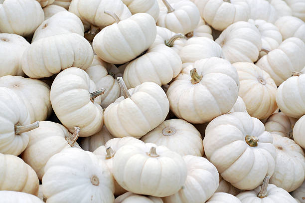 Miniature White Pumpkins in a Pile Close-Up  miniature pumpkin stock pictures, royalty-free photos & images