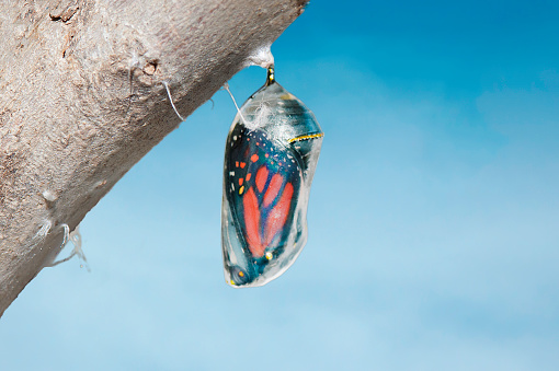 Monarch butterfly (danaus plexippus) inside chrysalis cocoon, seconds before emerging