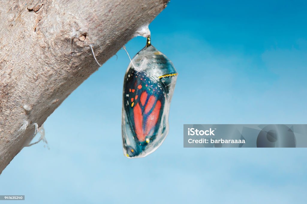 Monarch butterfly (danaus plexippus) inside chrysalis cocoon, seconds before emerging Cocoon - Animal Stage Stock Photo