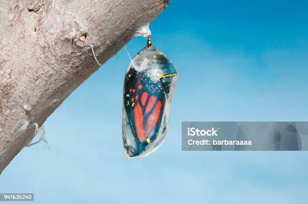 Monarch Butterfly Inside Chrysalis Cocoon Seconds Before Emerging Stock Photo - Download Image Now