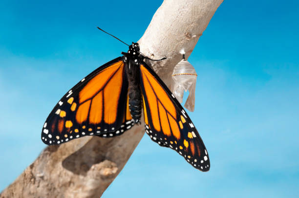 istock Monarch butterfly (danaus plexippus) that has just emerged from chrysalis cocoon 941635244