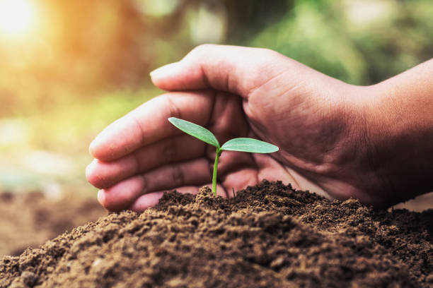 istock hand farmer protection green seedling growing in soil. concept eco 941635622