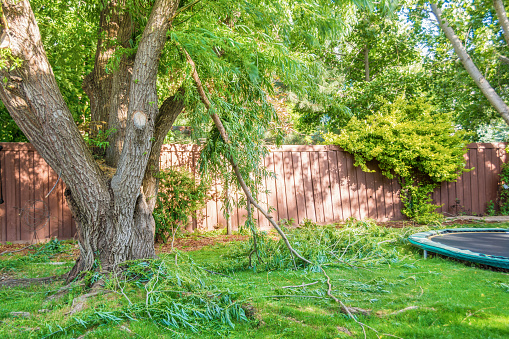 Large willow tree in a backyard with several broken branches from a wind storm. Green lawn, back fence, landscaping, trampoline, and sunny calm day after the storm.
