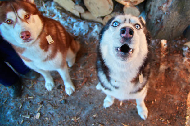 focinho de cão uivando, vista superior. engraçado husky siberiano uiva com a cabeça acima. bonitos cães husky preto e branco com olhos azuis. - dog barking humor howling - fotografias e filmes do acervo