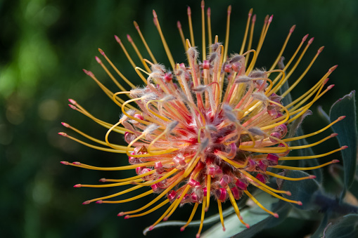 Fabulous macro shot of a Leucospermum flower- also known as limestone pincushion- a native of South Africa, in a garden.