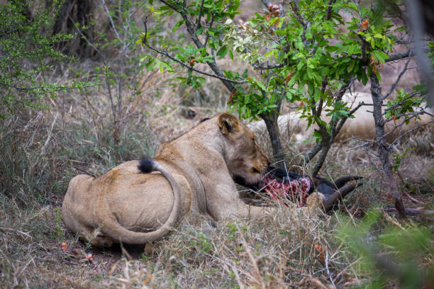 istock South Africa: Southern African lion 941639054