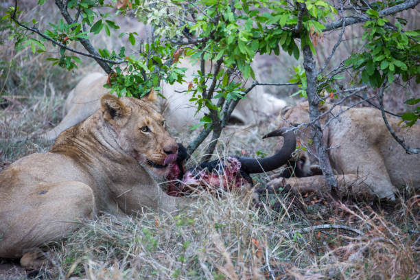 istock South Africa: Southern African lion 941639252