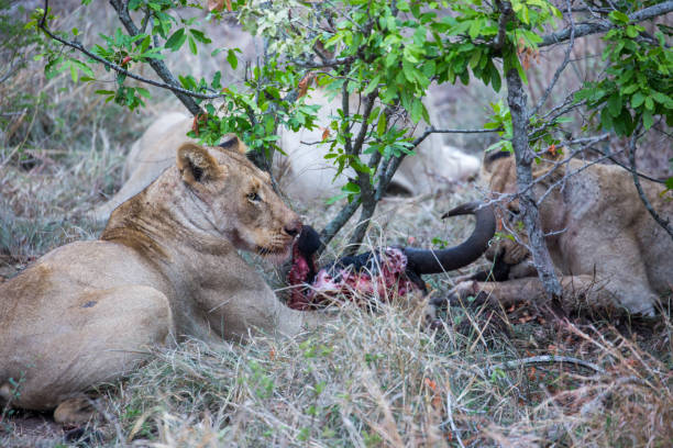 istock South Africa: Southern African lion 941639492