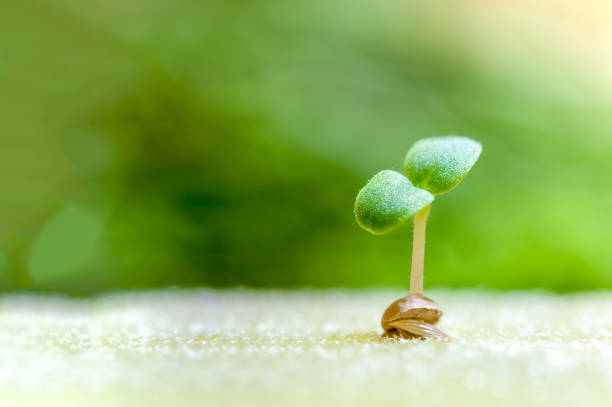 Close-up sprout of vegetables for preparing to be planted with copy space for your text, hydroponics concept.
