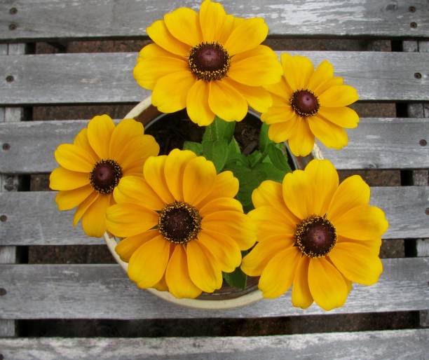 Photo of Bright yellow black-eyed-susans / rudbeckia flowers