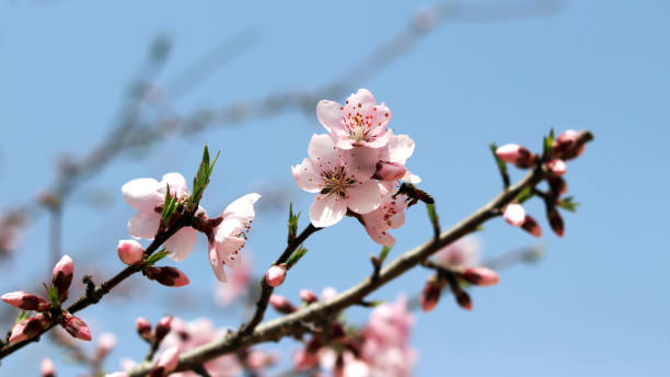 istock Peach blossoms and a honeybee against the blue sky. 941644670