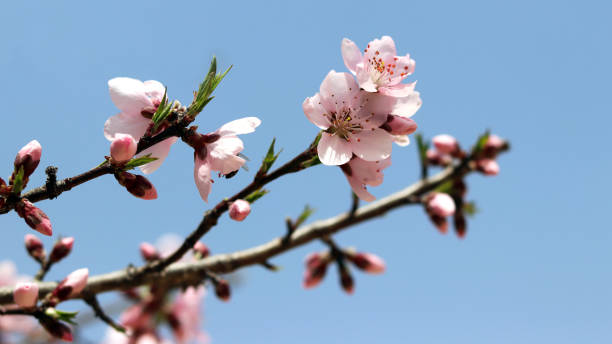 istock Peach blossoms against the blue sky. 941644702