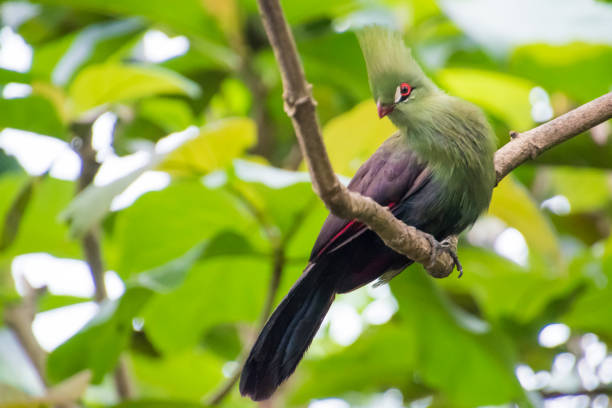 istock Sitting on a tree branch Livingstone's turaco bird 941644734