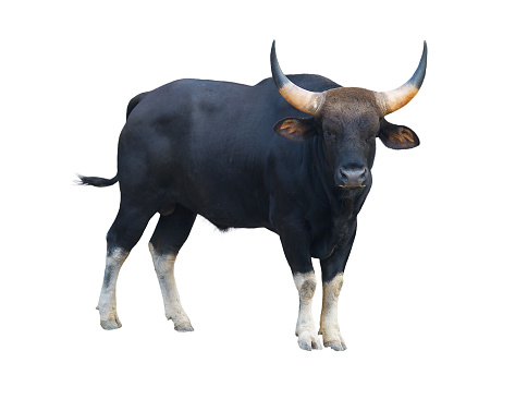 gaur ( Bos gaurus ) isolated on white background