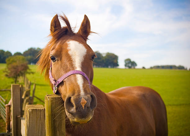 horsing um - zaun fotos stock-fotos und bilder