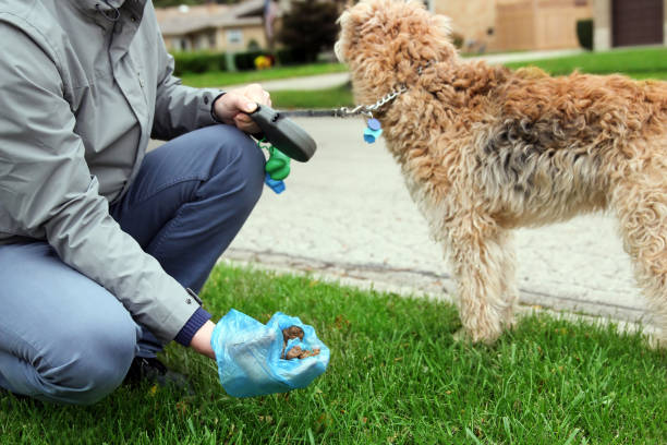 istock Man  Picking up / cleaning up dog droppings 941648170