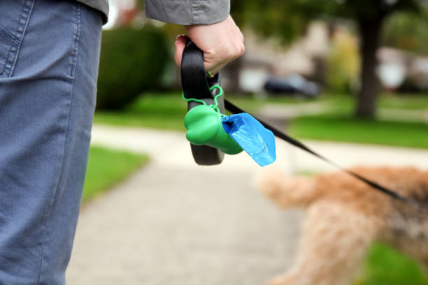 Man Picking up / cleaning up dog droppings stock photo