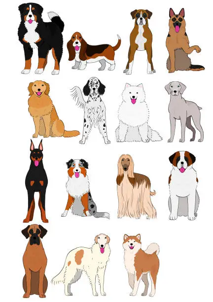 Vector illustration of group of large and middle dogs breeds hand drawn