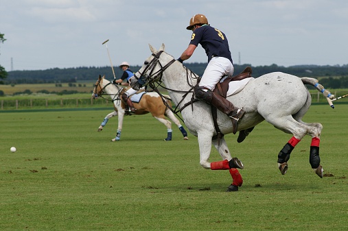 Polo player with a white horse chasing the ball