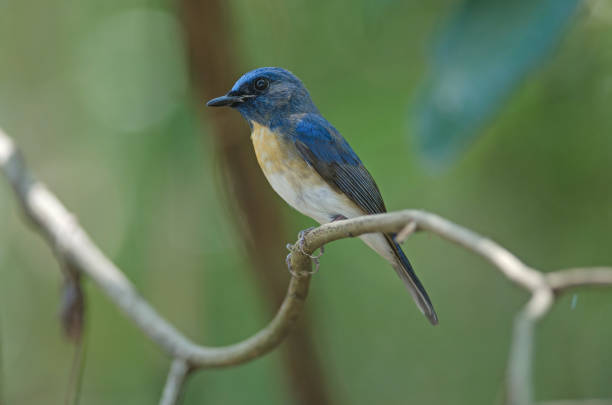 istock Blue-throated Blue Flycatcher 941650550