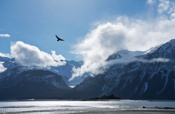 Bald eagle flying over a beach on the Chilkat Inlet on a sunny day in Southeast Alaska.